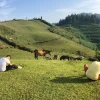 1 Day Tour Bac Ha from Sa Pa: Sunday Market & Hoang A Tuong Palace